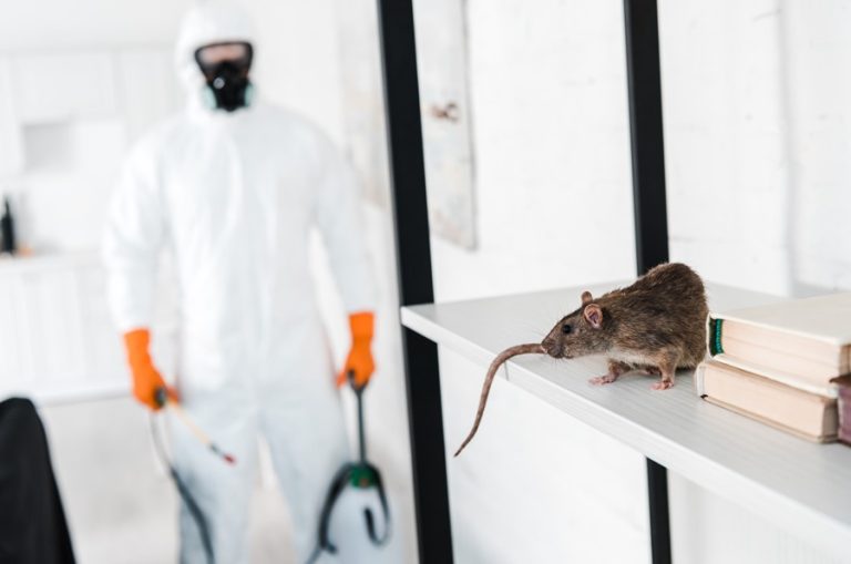 Commercial Pest Control Solutions That Keep Businesses Protected and Clean